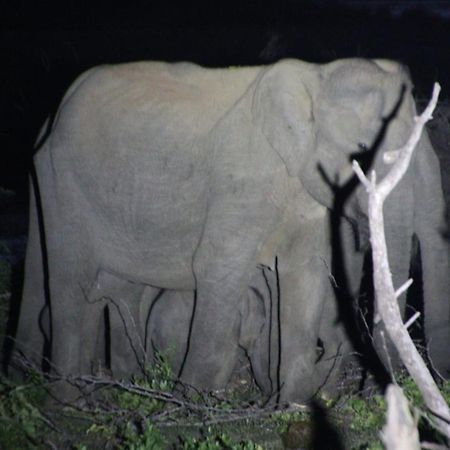 Jungle Cabin - Bundala Bundala Levagamgoda Екстер'єр фото
