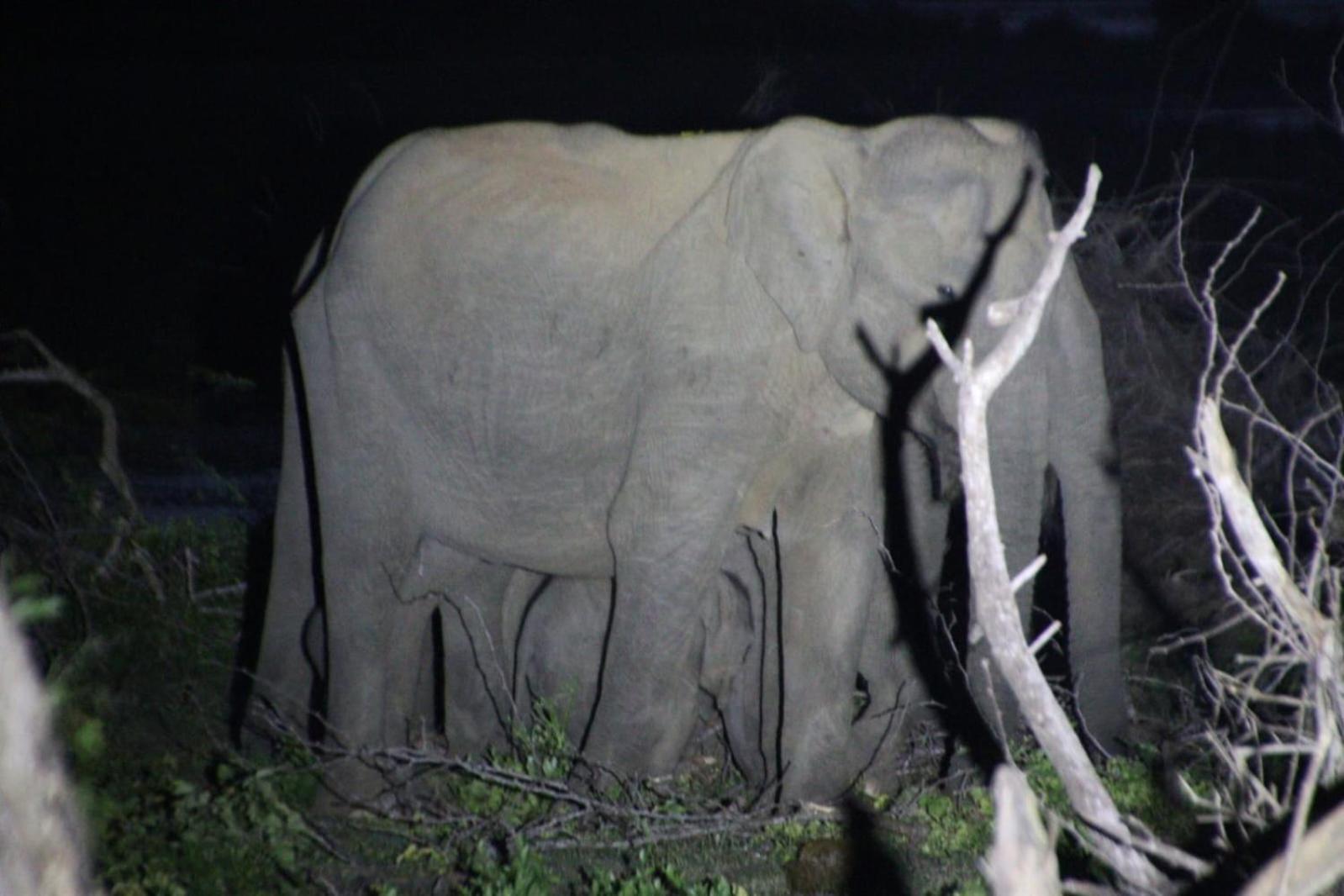 Jungle Cabin - Bundala Bundala Levagamgoda Екстер'єр фото